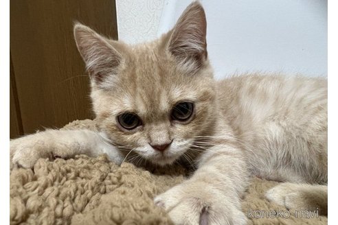 成約済の埼玉県のスコティッシュフォールド-71347の4枚目